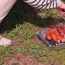 Disposable barbecues have been banned following a series of devastating wildfires.
