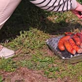 Disposable barbecues have been banned following a series of devastating wildfires.