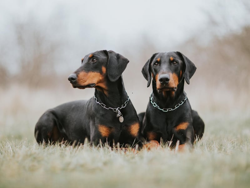 Dobermanns are usually fiercely loyal to their owners but that can also result in signs of aggression to strangers. Early socialisation is a must with this muscular breed.
