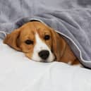 There are a number of different reasons for a dog to be sick - ranging from the trivial to the serious.