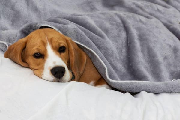 There are a number of different reasons for a dog to be sick - ranging from the trivial to the serious.