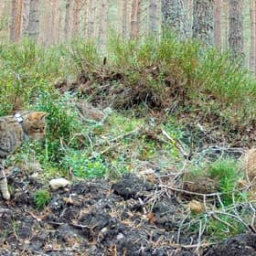 A wildcat in the Cairngorms National Park. Photo: RZSS/PA Wire