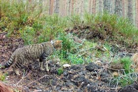A wildcat in the Cairngorms National Park. Photo: RZSS/PA Wire