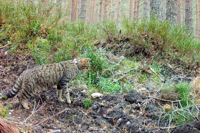 A wildcat in the Cairngorms National Park. Photo: RZSS/PA Wire