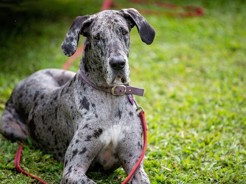 The main issue with the Great Dane is its enormous size - even the largest bed is unlikely to leave you much room with this enormous canine next to you.