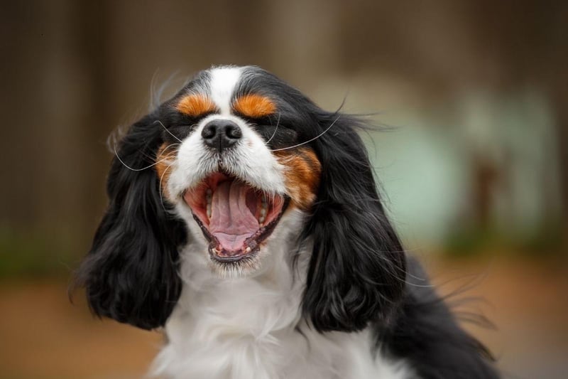 Known as the English Toy Spaniel in the USA, the King Charles Spaniel needs very little to be happy. Give them a few laps of the garden and a comfortable spot to nap and they'll be utterly content.