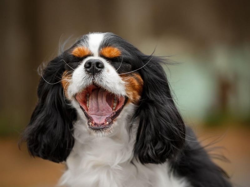 Known as the English Toy Spaniel in the USA, the King Charles Spaniel needs very little to be happy. Give them a few laps of the garden and a comfortable spot to nap and they'll be utterly content.