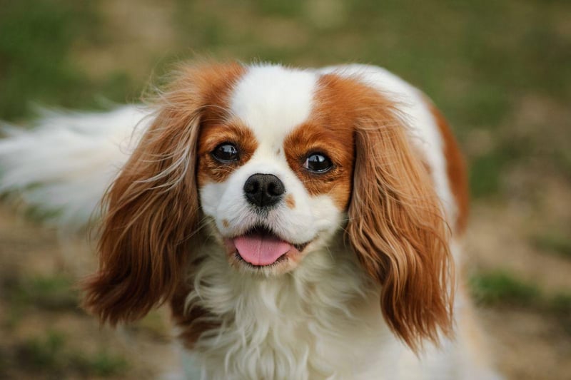 The Cavalier King Charles Spaniel is another breed that is known to easily develop tartar buildup. It's important not to let the issue go untreated as it can ultimately lead not just to tooth loss, but also heart, liver and kidney disease.