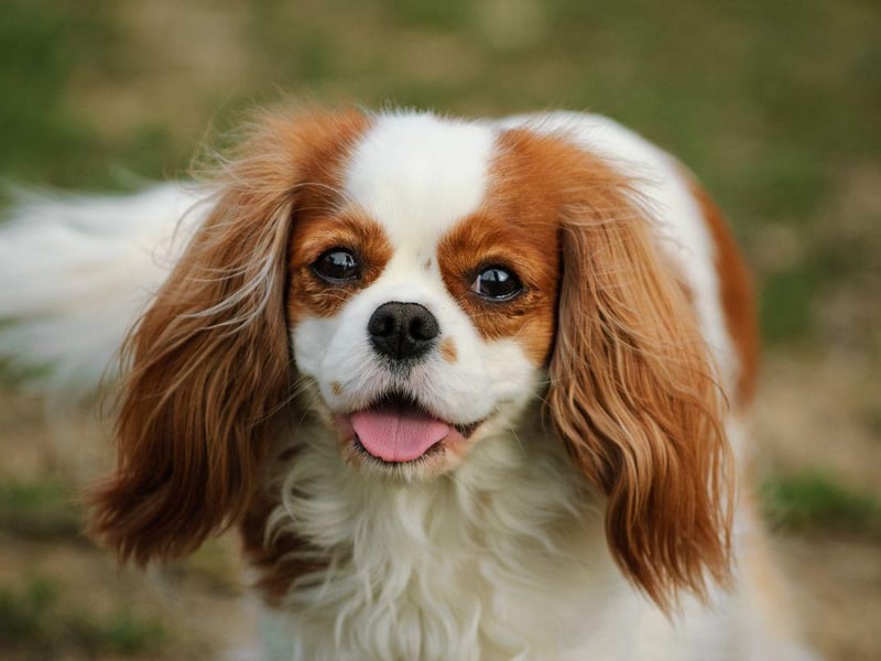 The Cavalier King Charles Spaniel is another breed that is known to easily develop tartar buildup. It's important not to let the issue go untreated as it can ultimately lead not just to tooth loss, but also heart, liver and kidney disease.