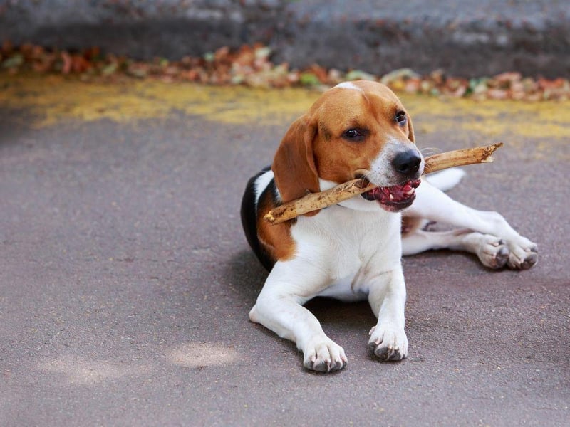 Virginia has had a state dog in the form of the American Foxhound since 1966. The dog was famously first bred by American founding father George Washington.