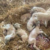 The eight lambs shortly after birth at Sunnyside Farm, near Reston, Scottish Borders picture: SWNS