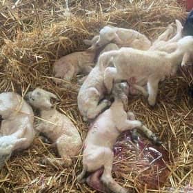 The eight lambs shortly after birth at Sunnyside Farm, near Reston, Scottish Borders picture: SWNS