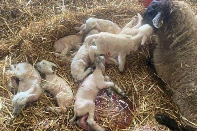 The eight lambs shortly after birth at Sunnyside Farm, near Reston, Scottish Borders picture: SWNS