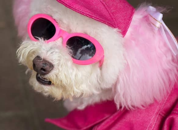 Some dog breeds tend to be more pampered than others.
