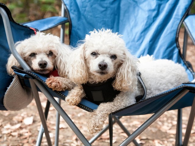 Get as much information about the area you’re staying in as possible, from simple things like ensuring where you are going is dog friendly, to finding the best walking routes. Forward planning prevents any unforeseen hiccups and will ensure you have a relaxing and fun time with your family dog.
