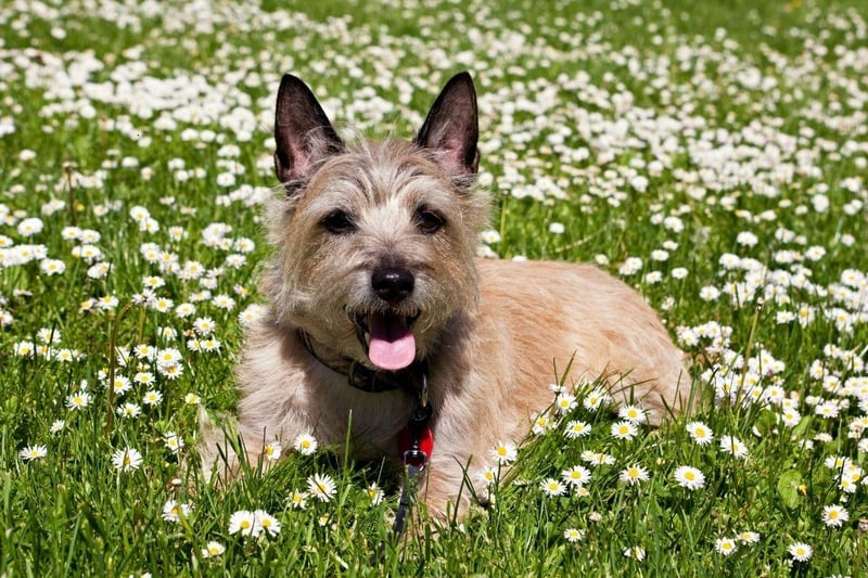 There are no shortage of terriers on this list - and for good reason. Dog breeds like the Cairn Terrier are fiercely intelligent and easily bored. While thas will seldom lead to aggression, they are always on the lookout for something to do and are real bundles of energy.