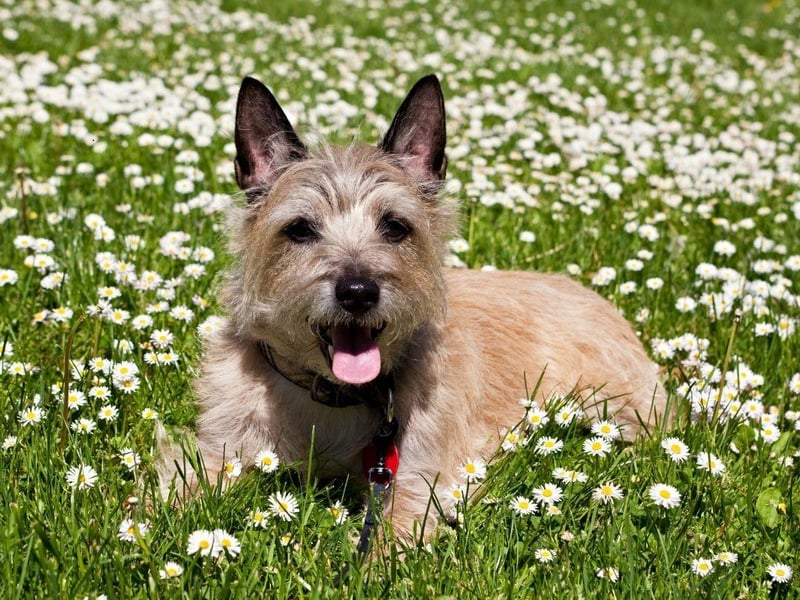 There are no shortage of terriers on this list - and for good reason. Dog breeds like the Cairn Terrier are fiercely intelligent and easily bored. While thas will seldom lead to aggression, they are always on the lookout for something to do and are real bundles of energy.