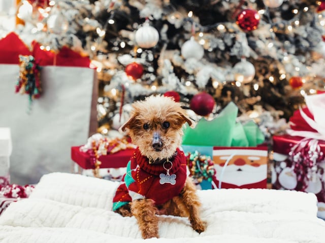 Your tree can actually be harmful to your dog, with pine needles present potential choking hazards, along with getting trapped in paws. Preservatives sprayed on 'real' trees can also make a dog sick. First and foremost, you need to make sure that your dog is never alone in the same room with your Christmas tree, at least not for a prolonged period of time. Pups are far more likely to get up to mischief without their owners around to tell them off. If this is not feasible, then consider installing a baby gate around your Christmas tree to stop your dog from getting too close to it.