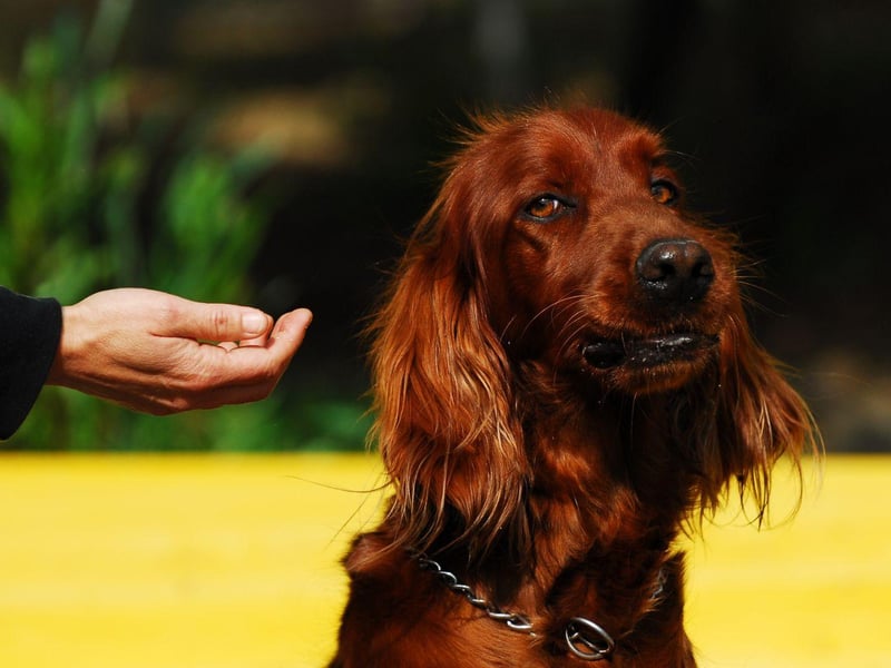 The Irish Setter's long, flowing, silky red hair needs brushed every day and trimmed a few times a year - otherwise it can become tangled and dirty. This is aslo a breed that needs lots of regular exercise.