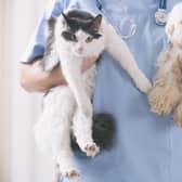 Here are the pricey pups and cute kittens that cost the most to insure.