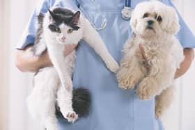 Here are the pricey pups and cute kittens that cost the most to insure.