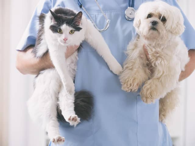 Here are the pricey pups and cute kittens that cost the most to insure.