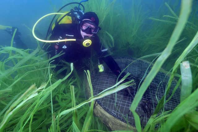 Scotland is home to about 20 per cent of the seagrass beds in north-west Europe. Picture: Getty Images