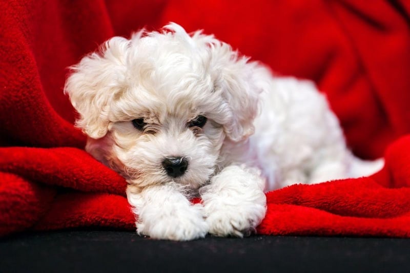 Considered by many to be one of the best companion dogs, the Bichon Frise tends to cost around £1,800-£2,200.