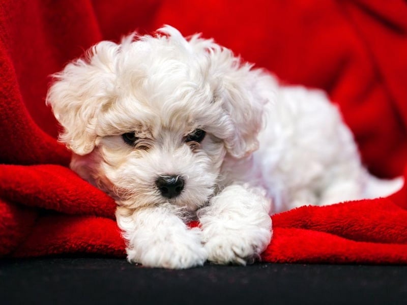 Considered by many to be one of the best companion dogs, the Bichon Frise tends to cost around £1,800-£2,200.