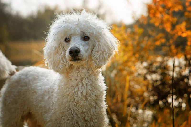 While Standard Poodles and Miniature Poodles both live relatively long lives, the Toy Poodle outdoes them both with a lifespan of up to 18 years.