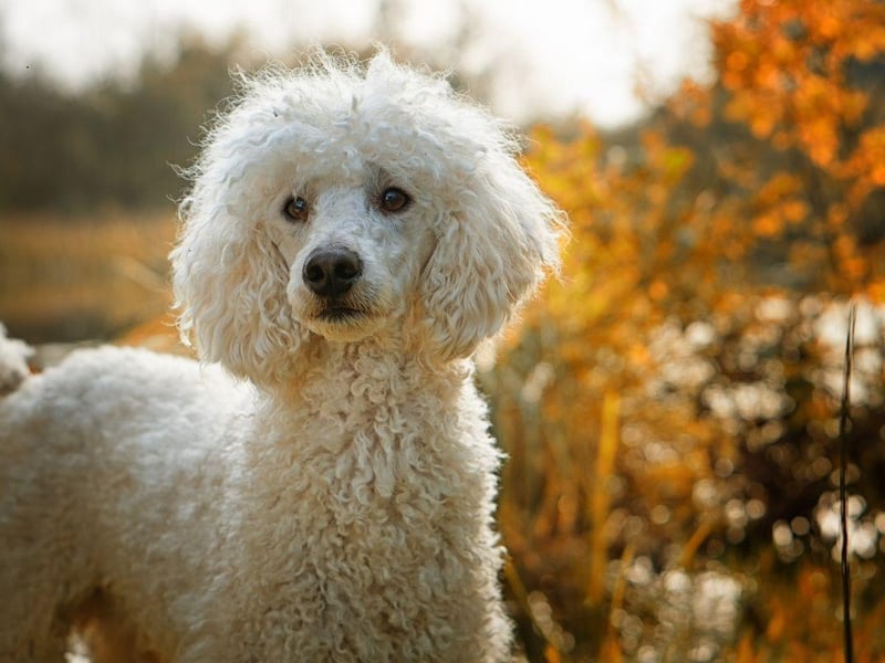 While Standard Poodles and Miniature Poodles both live relatively long lives, the Toy Poodle outdoes them both with a lifespan of up to 18 years.
