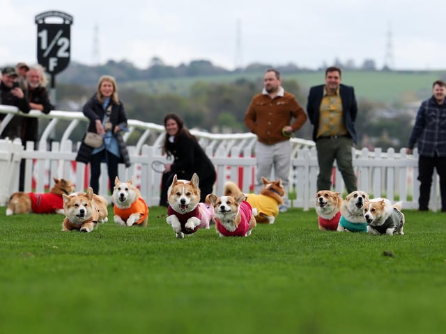 Corgis take part in the Corgi Derby at Musselburgh Race Course