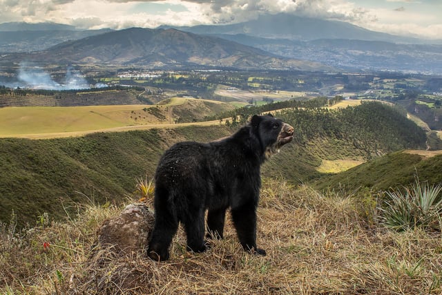 Spectacled bear's slim outlook by Daniel Mideros, winner Animals in their Environment category at the Wildlife Photographer of the Year competition. The bears, which are found from western Venezuela to Bolivia, were captured by Daniel Mideros, of Ecuador, who set up camera traps along a wildlife corridor used to reach high-altitude plateaus. The bears have suffered massive declines as the result of habitat fragmentation.