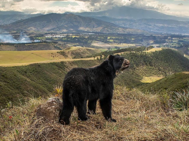 Spectacled bear's slim outlook by Daniel Mideros, winner Animals in their Environment category at the Wildlife Photographer of the Year competition. The bears, which are found from western Venezuela to Bolivia, were captured by Daniel Mideros, of Ecuador, who set up camera traps along a wildlife corridor used to reach high-altitude plateaus. The bears have suffered massive declines as the result of habitat fragmentation.