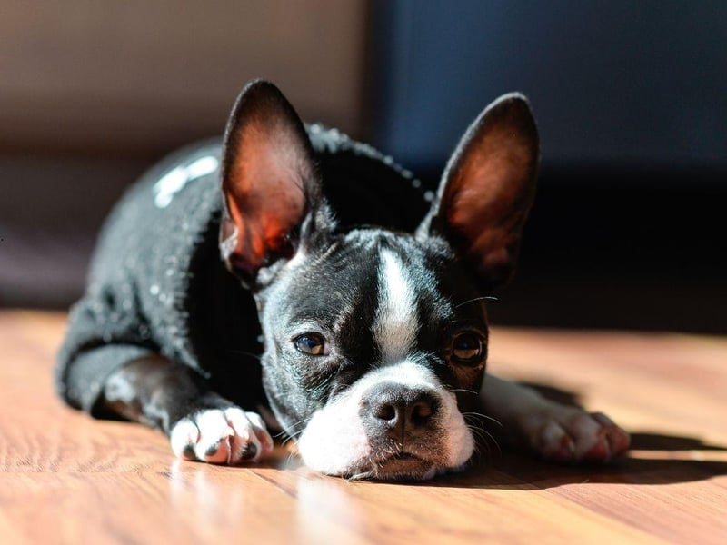 Boston Terriers tend to be completely devoted to their owners, who they enjoy sitting quietly beside for long periods. Their short coat means they need little in the way of grooming and are easy to care for generally.