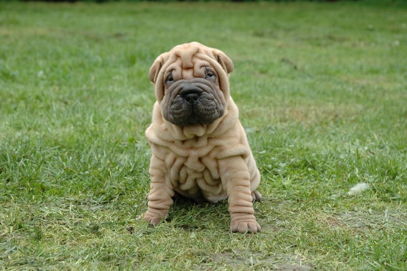 The adorably wrinkly Shar-pei is perfectly capable of entertaining themselves for a few hours. There is a condition to this though - they need to be well trained first or can become destructive when not overseen.