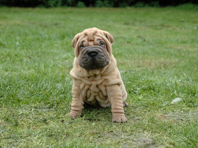 The adorably wrinkly Shar-pei is perfectly capable of entertaining themselves for a few hours. There is a condition to this though - they need to be well trained first or can become destructive when not overseen.