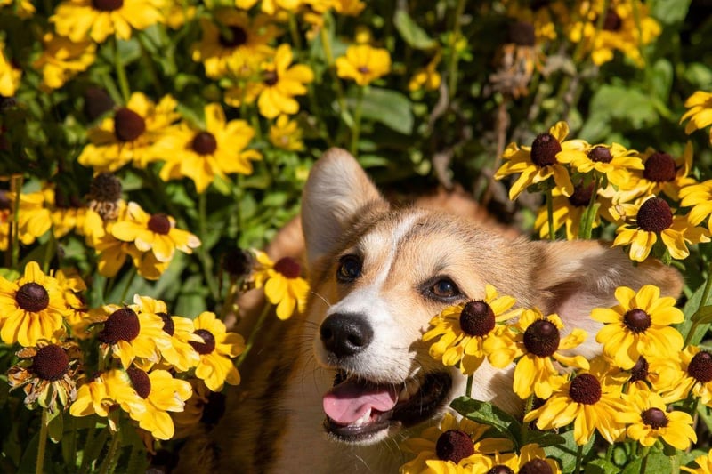 One of two Welsh Corgi breeds, the Cardigan Welsh Corgi is one of the oldest breeds of British dog. They are known for being fiercely loyal to their owners.