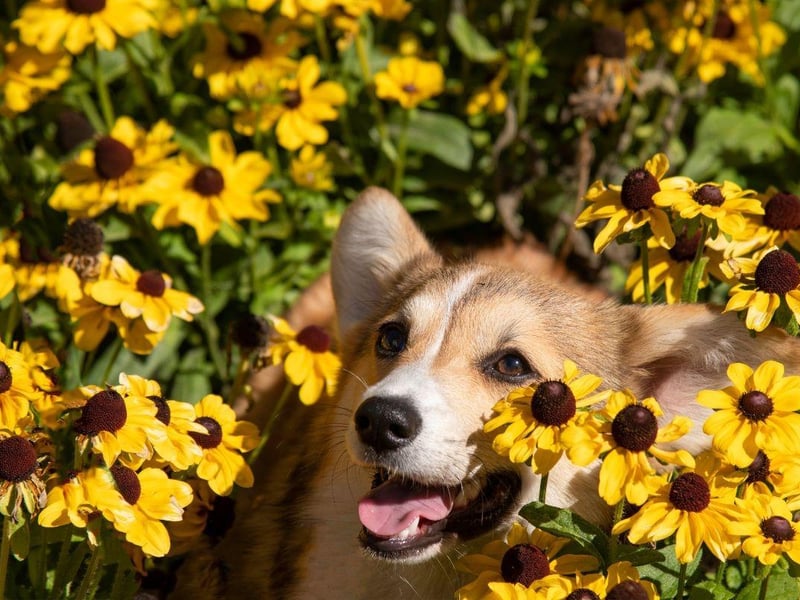 One of two Welsh Corgi breeds, the Cardigan Welsh Corgi is one of the oldest breeds of British dog. They are known for being fiercely loyal to their owners.