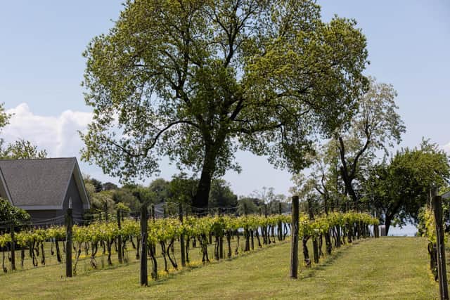 The vineyards at the Cascia Winery, Kent Island, Chesapeake Bay, Maryland. Pic: Contributed.