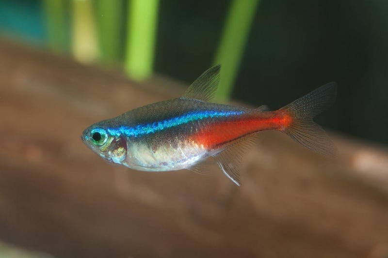 The Neon Tetra is the UK's (and probably the world's) most popular tropical fish. The tiny fish's bright red and blue colouring and ease of care are a winning combination for beginners. They originally come from backwater streams in the Amazon basin in South America. You'll need a seperate tank if you want to breed then though.
