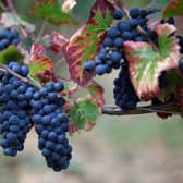 New scientific research suggests grapes don't need to be turned into wine for their beneficial health effects to be felt (Picture: Eric Feferberg/AFP via Getty Images)