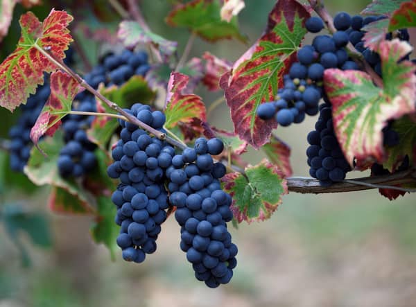 New scientific research suggests grapes don't need to be turned into wine for their beneficial health effects to be felt (Picture: Eric Feferberg/AFP via Getty Images)