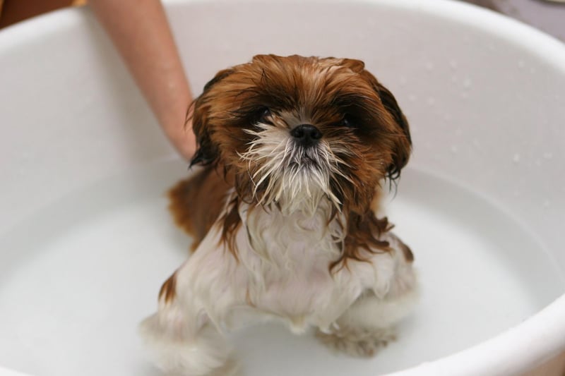 It is important to scrub your dog’s hair in the direction that you would like it to grow in. This simple step will help to avoid ingrown hairs, which could lead to bumps in the skin.