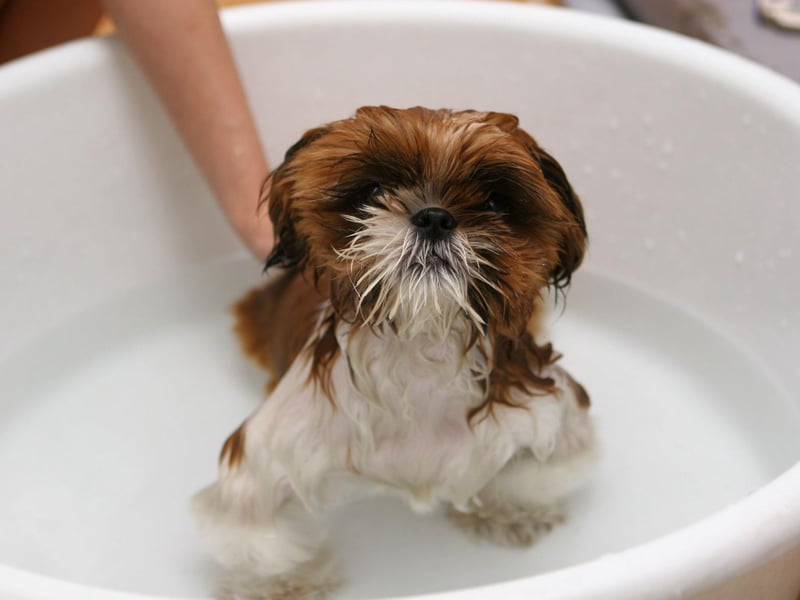 It is important to scrub your dog’s hair in the direction that you would like it to grow in. This simple step will help to avoid ingrown hairs, which could lead to bumps in the skin.