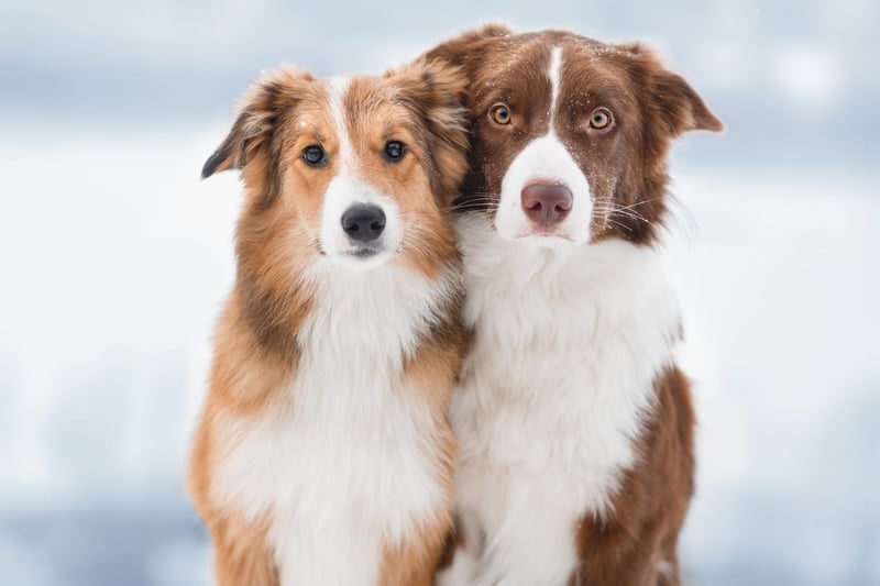 Meg is the runner up when it comes to popular Border Collie names. It's a name of English origin, short for Megan or Margaret, and means 'pearl'.