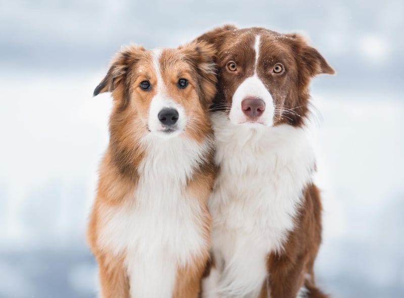 Meg is the runner up when it comes to popular Border Collie names. It's a name of English origin, short for Megan or Margaret, and means 'pearl'.
