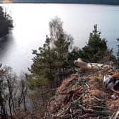 An osprey laid her third egg of the season at the Scottish Wildlife Trust’s Loch of the Lowes reserve. Contributed.