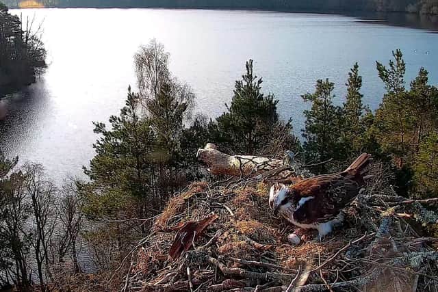 An osprey laid her third egg of the season at the Scottish Wildlife Trust’s Loch of the Lowes reserve. Contributed.