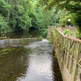 Moss growing on a weir on the Water of Leith, with the river reduced to a small channel on the right, shows how long water levels have been low (Picture: Ian Johnson)